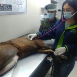 “Rechazamos los actos de violencia contra la fauna silvestre” director CRC