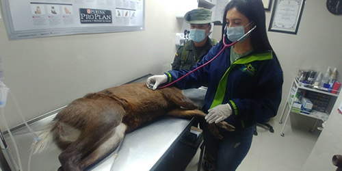 venado-2-.jpg