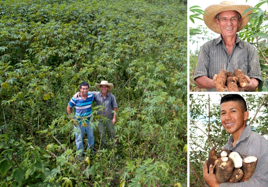Agrosavia entregará semillas de yuca en el Cauca