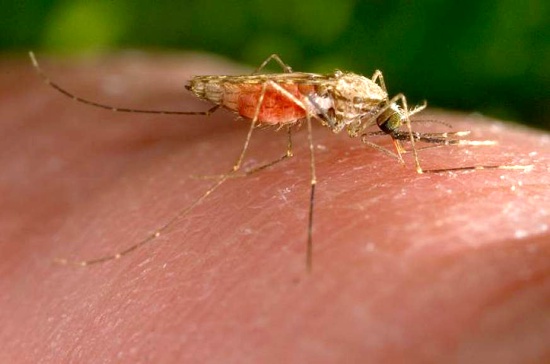 Entre-50-y-70-mil-casos-de-malaria-se-reportan-cada-ano-en-Colombia.jpg