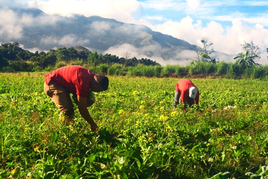 Infraestructura-y-agricultura-alternativas-al-terror-que-viven-en-la-Cordillera-Occidental-en-el-Cauca.jpg