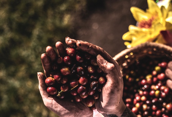La-economia-agricola-familiar-es-la-semilla-para-el-progreso-rural-ASCAFE-Cauca.jpg