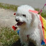 FESTIVAL CANINO DE DISFRACES EN QUILICHAO