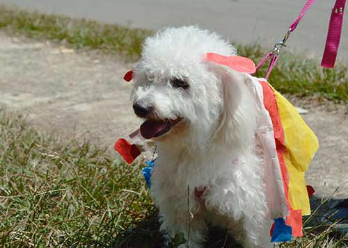 FESTIVAL CANINO DE DISFRACES EN QUILICHAO