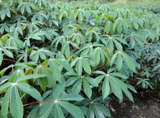 AGROSAVIA-entregara-semilla-de-yuca-para-uso-industrial-en-Cauca.jpg