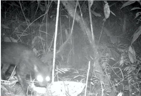 Camaras-de-la-CRC-captaron-un-tigrillo-oscuro-y-otras-especies-en-Argelia-Cauca.jpg