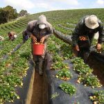 Cinco proyectos de Unicauca son financiados por el Sistema General de Regalías