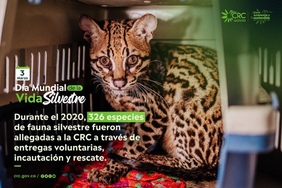 Dia-Mundial-de-la-Vida-Silvestre-CRC2.jpg
