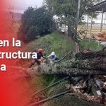Caída de árbol causa ausencia del servicio de energía eléctrica en Popayán