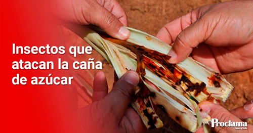 insectos-que-atacan-a-la-cana-de-azucar.jpg