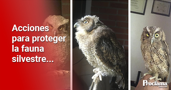 Cinco-buhos-regresaron-a-su-habitat-natural-en-el-norte-del-Cauca3-1.jpg