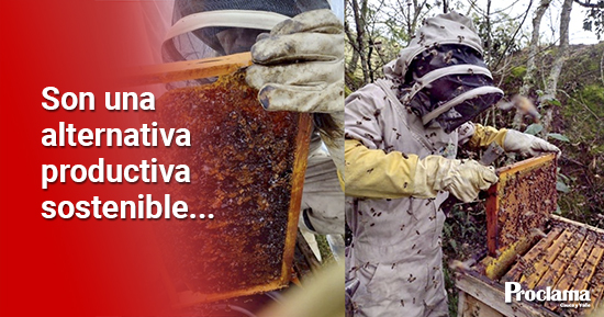En-el-Cauca-se-garantiza-la-supervivencia-de-80.000-abejas5-1.jpg