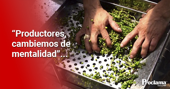 La-pimienta-el-oro-de-los-campesinos-que-dejaron-la-coca-1.jpg