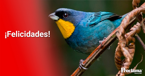 Colombia-numero-uno-en-evento-mundial-de-avistamiento-de-aves-11.jpg