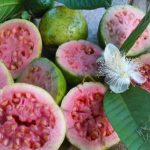 Gusano blanco de guayaba rosa