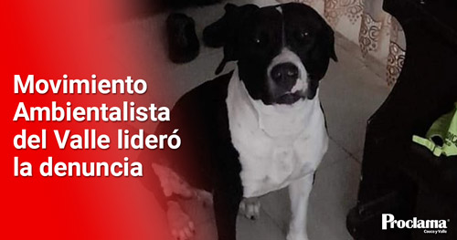 Interponen-denuncia-a-policia-que-presuntamente-mato-a-perra-pitbull.jpg