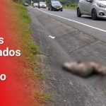 Movimiento Ambientalista del Valle solicita a INVIAS, señales interespecie