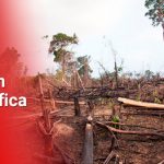 Cada año se destruyen diez millones de hectáreas de bosque