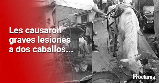 Judicializan-a-dos-hombres-por-maltrato-animal-en-Popayan-1.jpg