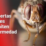 5 países africanos ya eliminaron la “enfermedad del sueño”