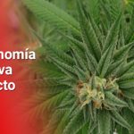 El Valle se prepara para Expo Cannabis