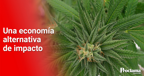 El-Valle-se-prepara-para-Expo-Cannabis El-Valle-se-prepara-para-Expo-Cannabis