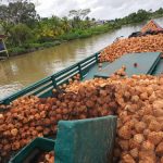 La cadena productiva del coco en el Cauca