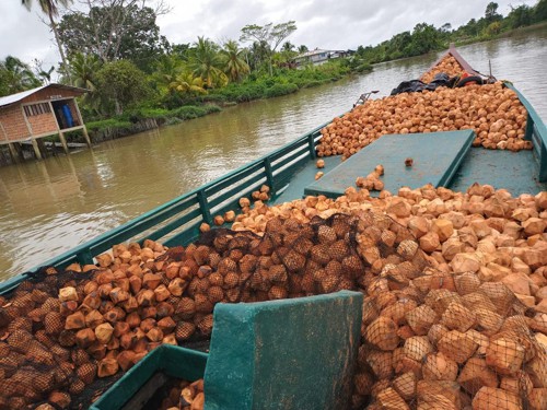 La cadena productiva del coco en el Cauca 3 La cadena productiva del coco en el Cauca 3