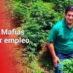 Empresa estatal de cannabis propuesta por el alcalde