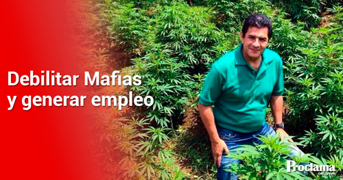 Empresa-estatal-de-cannabis-propuesta-por-el-alcalde-5.jpg
