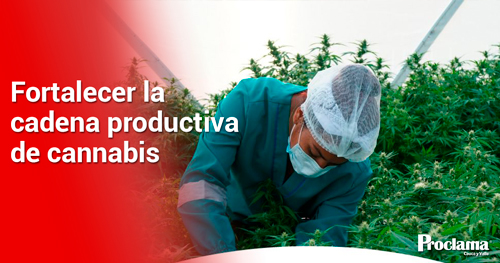 Comite-Tecnico-de-la-Cadena-Productiva-de-Cannabis-1.jpg