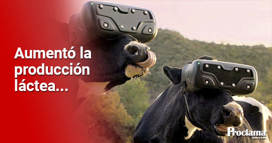 Granjeros-ponen-gafas-de-realidad-virtual-a-sus-vacas-1.jpg