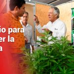 Arrancó la I Cumbre Nacional de Cannabis y Cáñamo