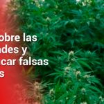 Así será la I Cumbre Nacional de Cannabis y Cáñamo en el Valle