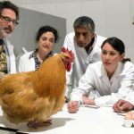¿EL HUEVO... O LA GALLINA?