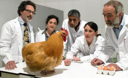 EL-HUEVO...-O-LA-GALLINA.jpg