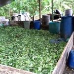 Las bodegas están llenas de hoja de coca
