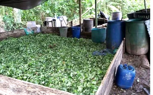 Fracaso-La-Paz-con-Legalidad-en-el-Cauca-Hoja-de-coca.jpg