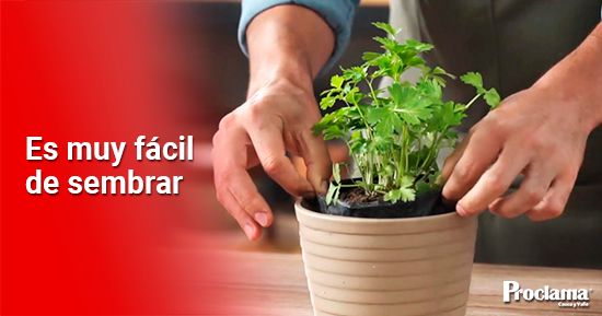 Nuevo-pasatiempo-sembrar-cilantro-en-las-casas