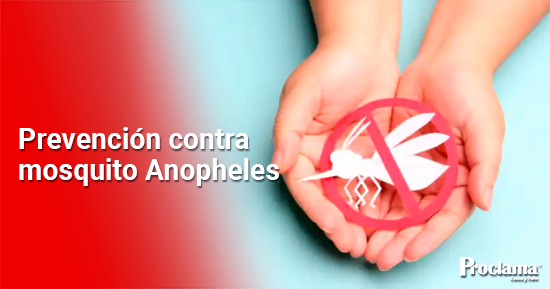 mosquito-Anopheles.jpg