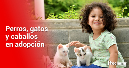 Jornada-de-adopcion-animal-en-Cali.jpg