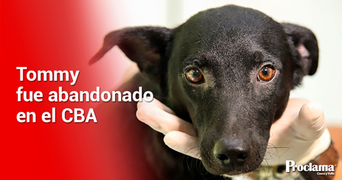 Cachorro-fue-víctima-de-abandono-en-el-CBA