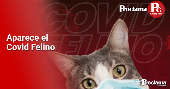 Aparece-el-Covid-Felino Aparece-el-Covid-Felino