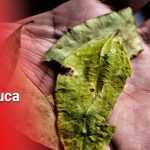 Crisis cocalera en el Cauca