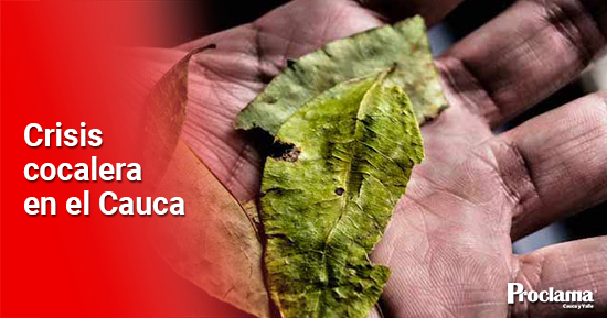 Crisis-cocalera-en-el-Cauca