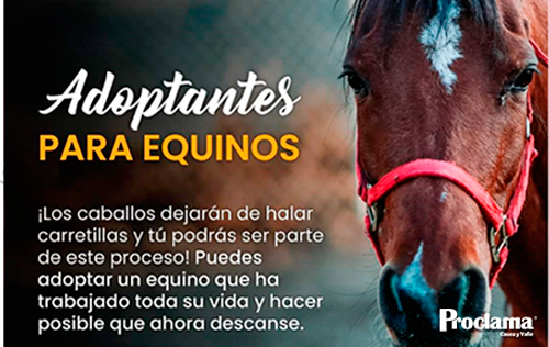 Inicia-el-proceso-para-adoptar-caballos-en-Popayan.jpg