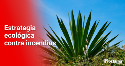Estrategia-ecologica-contra-incendios.png
