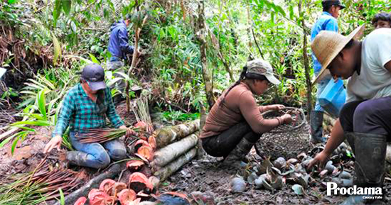 Indigenas-restauran-manglar-del-Pacifico-Caucano.jpg