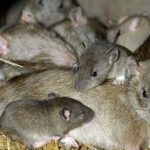 ¿Cuántas ratas por habitante hay en Bogotá?