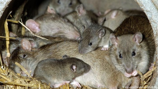 Cuántas ratas por habitante hay en Bogotá Cuántas ratas por habitante hay en Bogotá